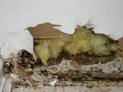 About Los Angeles Mold Cleanup Pros - mold cleanup experts in Los Angeles